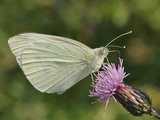 Piéride du chou (<em>Pieris brassicae</em>) 