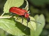 Cardinal (<em>Pyrochroa coccinea</em>)  