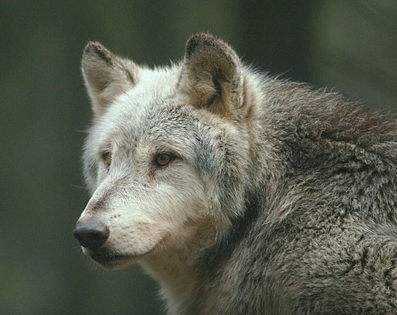 Loup gris (parc animalier de Nindorf)