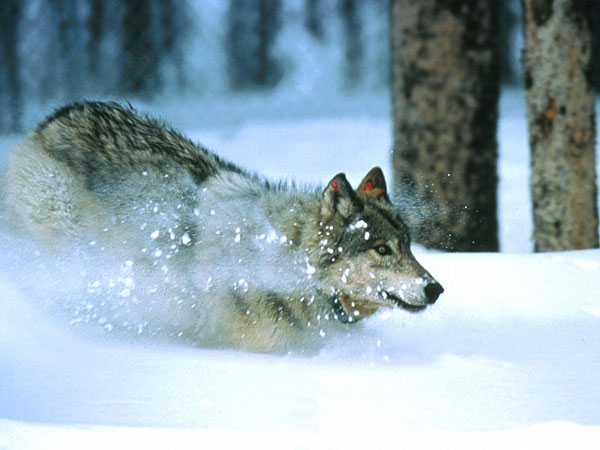 Loup gris dans la neige 