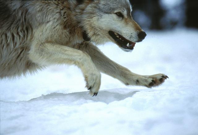 Loup gris dans la neige