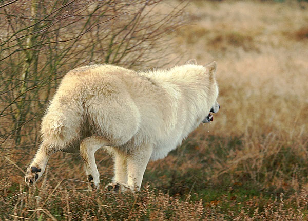 Loup de l'Arctique (parc animalier de Nindorf 