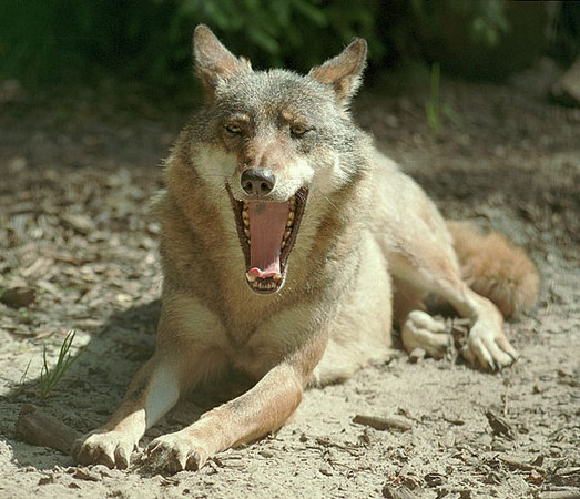 Loup gris d'Europe (zoo de Hanovre)