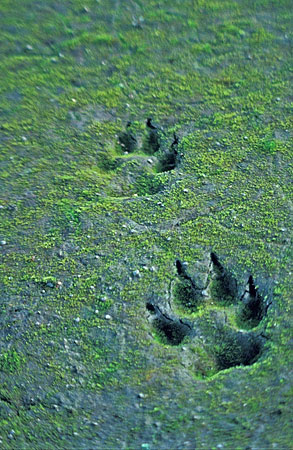 Traces de loup dans le sable  