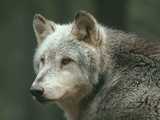 
        Les loups
    