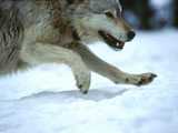 Loup gris dans la neige