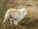 Loup de l'Arctique (parc animalier de Nindorf 