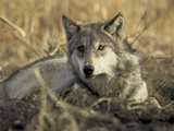 Loup gris