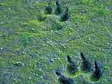 Traces de loup dans le sable  