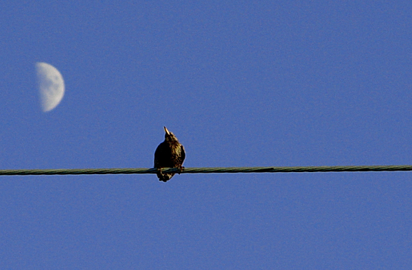 Oiseau sur le fil et la Lune 