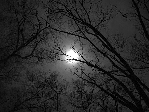 Lune et arbres  