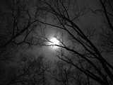 Lune et arbres  