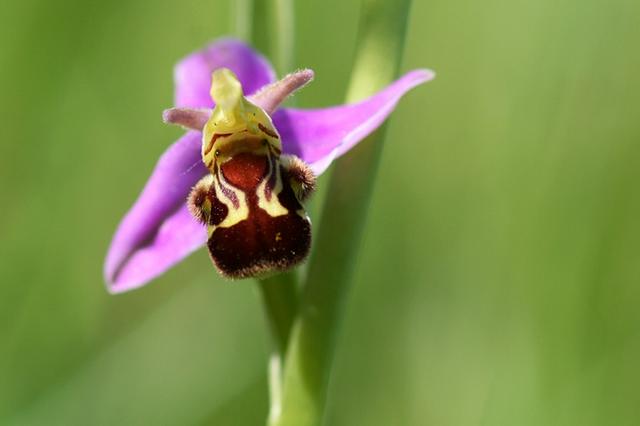 Ophrys abeille 