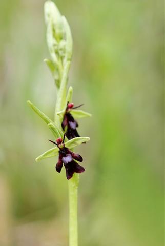 Ophrys mouche 