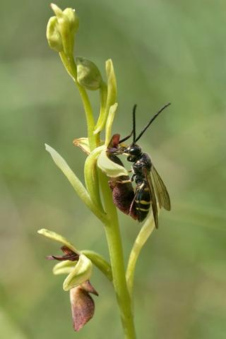 Ophrys mouche 