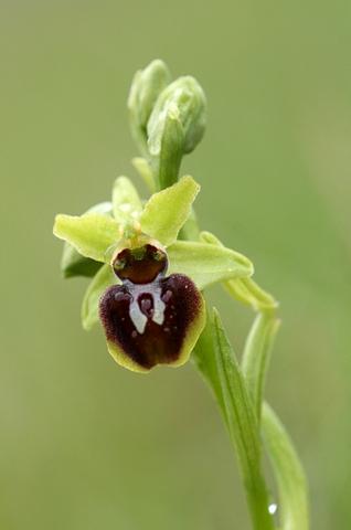 Ophrys araignée 