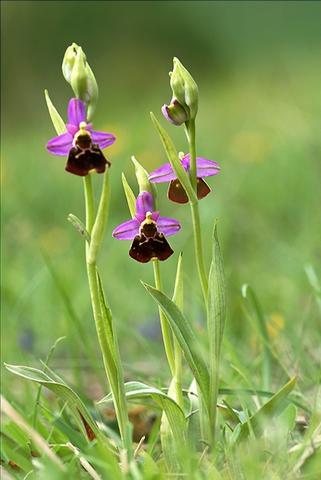 Ophrys frelon 