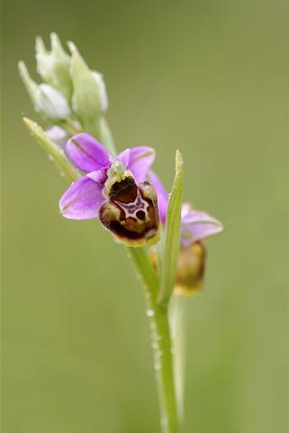 Ophrys frelon 