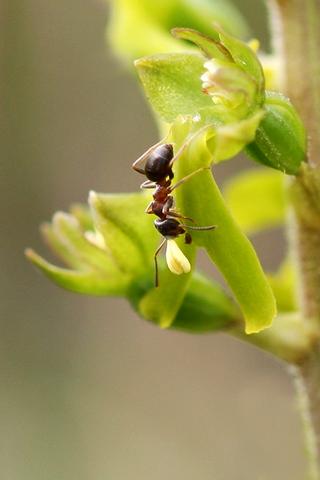 Listère à feuilles ovales 