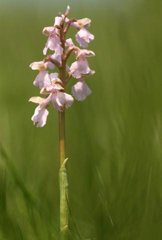 Orchis bouffon 