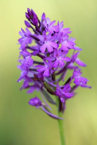 Orchis pyramidal 