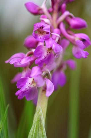 Orchis mâle 