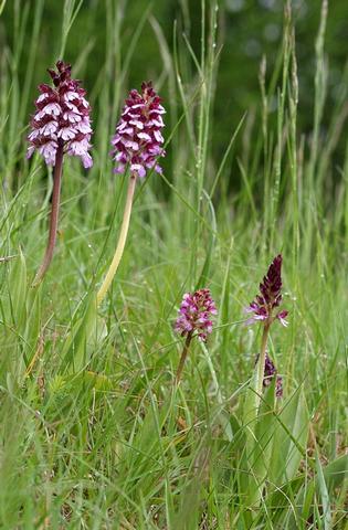 Orchis pourpre 