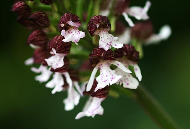 Orchis pourpre