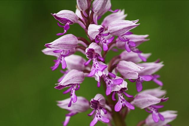 Orchis militaire 