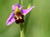 
        Les orchidées sauvages
    