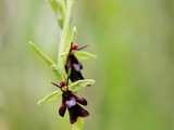 Ophrys mouche 