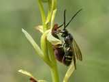 Ophrys mouche 