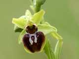 Ophrys araignée 