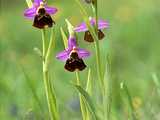 Ophrys frelon 