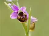 Ophrys frelon 