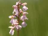 Orchis bouffon 