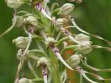 Orchis bouc 