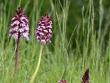 Orchis pourpre 