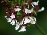 Orchis pourpre