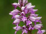 Orchis militaire 