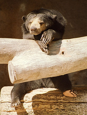 Ours de Malaisie (zoo de Stuttgart)