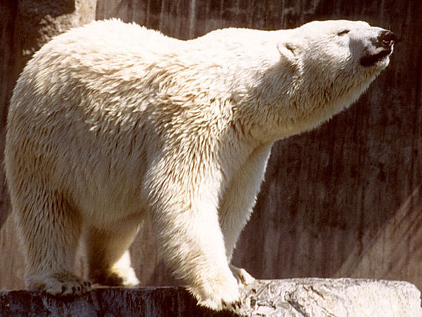 Ours polaire (zoo de Stuttgart) 