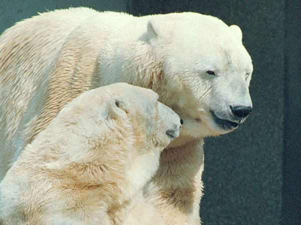 Ours polaires (zoo de Hanovre) 