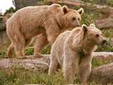 Ours bruns (zoo de Stuttgart)