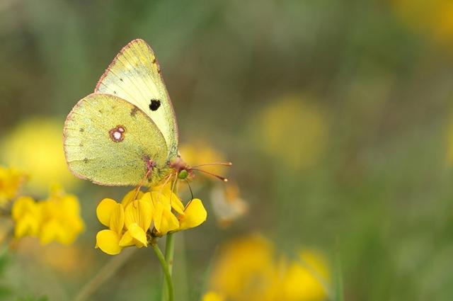 Colias sp. 