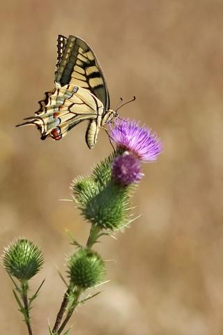 Machaon