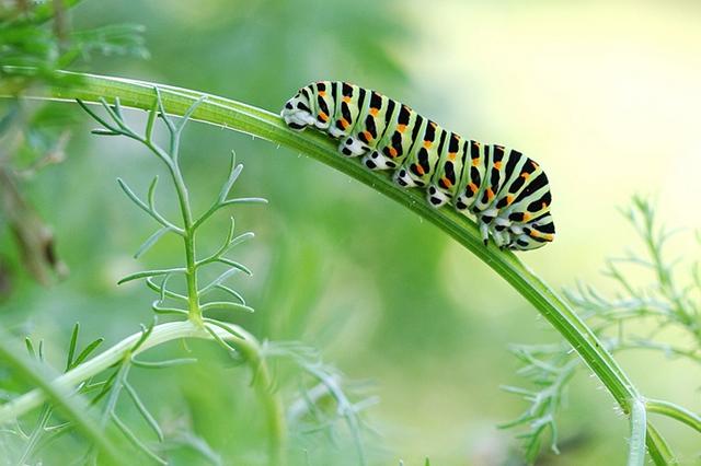 Machaon