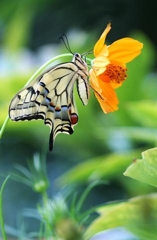 Machaon