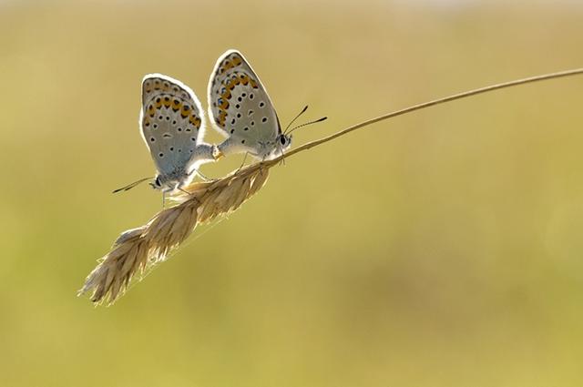 Azuré des coronilles 