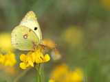 Colias sp. 